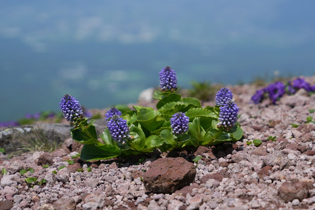 高山に咲く