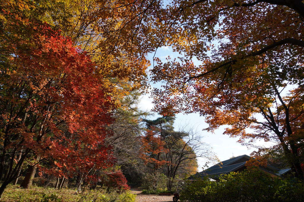 紅葉に染まる赤城自然園