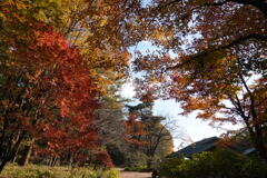 紅葉に染まる赤城自然園