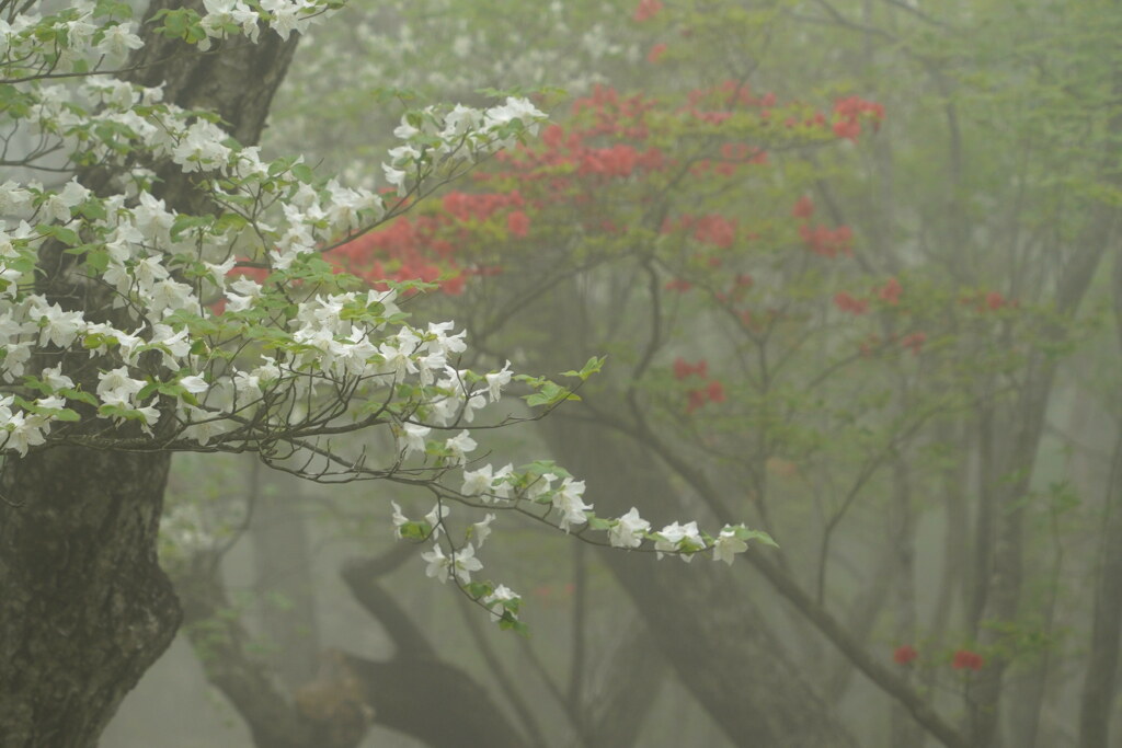 霧の中の紅白