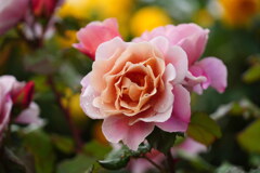薔薇
