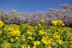 青空に咲いて