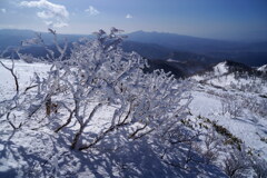 霧氷の花