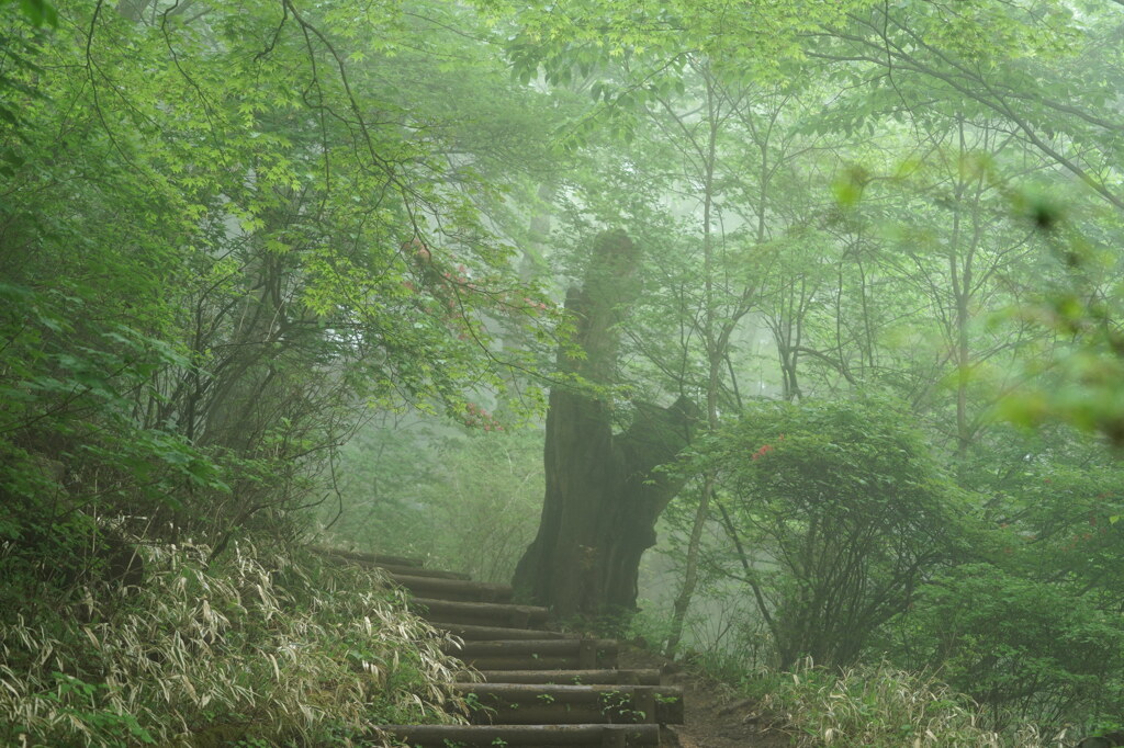 幻想の新緑路