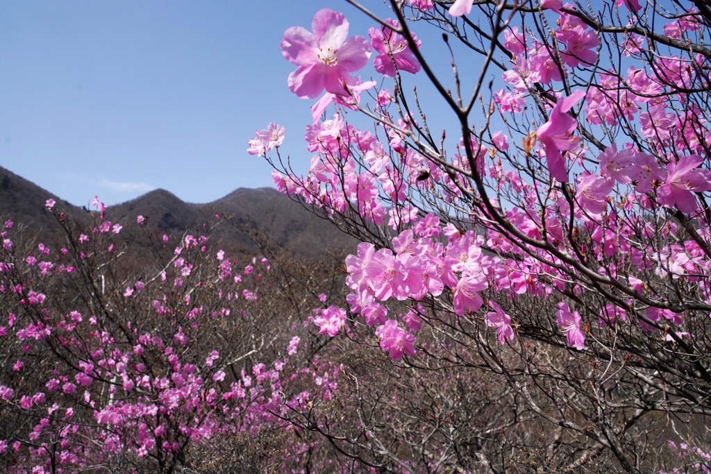 アカギツツジ染まる赤城山