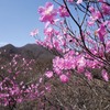 アカギツツジ染まる赤城山