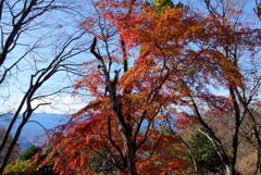 里山の秋