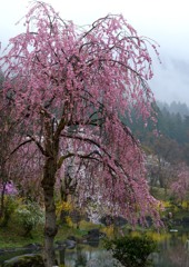 枝垂桜、雨に濡れて