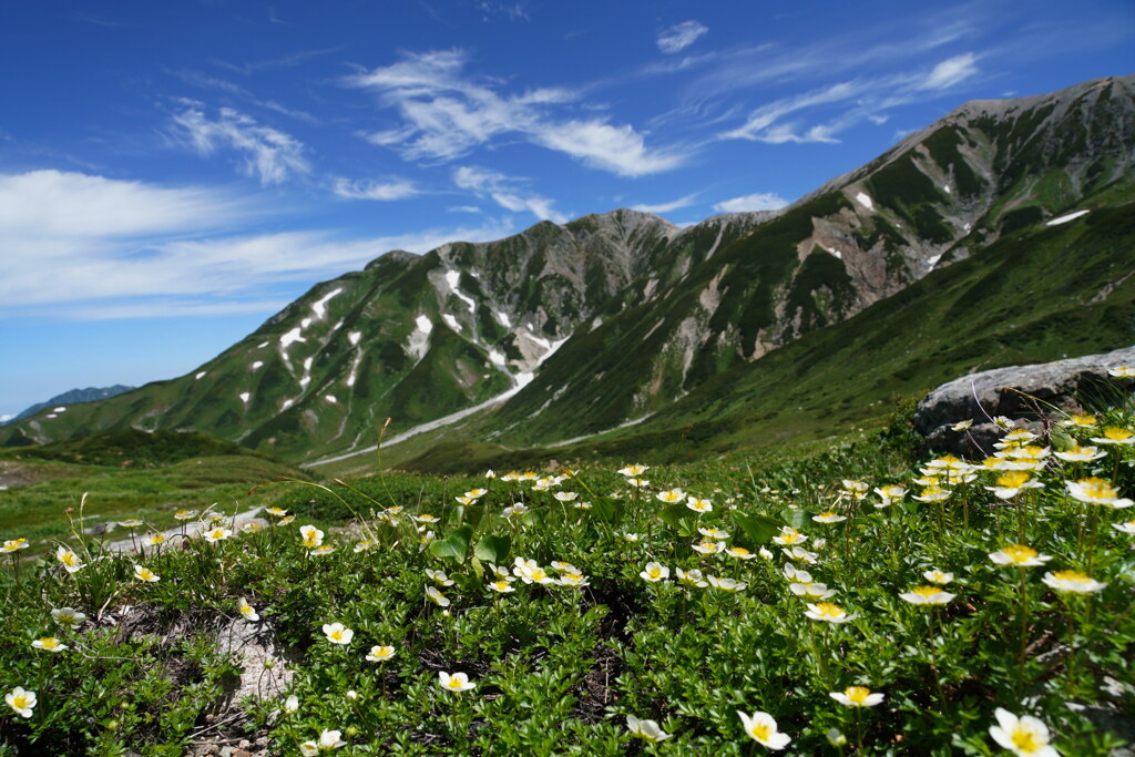 チングルマ咲く立山室堂