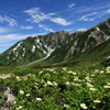 チングルマ咲く立山室堂