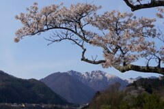 桜咲く上越の春　２