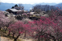 梅囲む山頂駅
