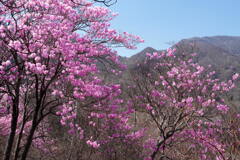 アカヤシオ咲く赤城山
