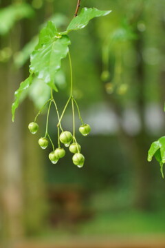 雨上がりの森