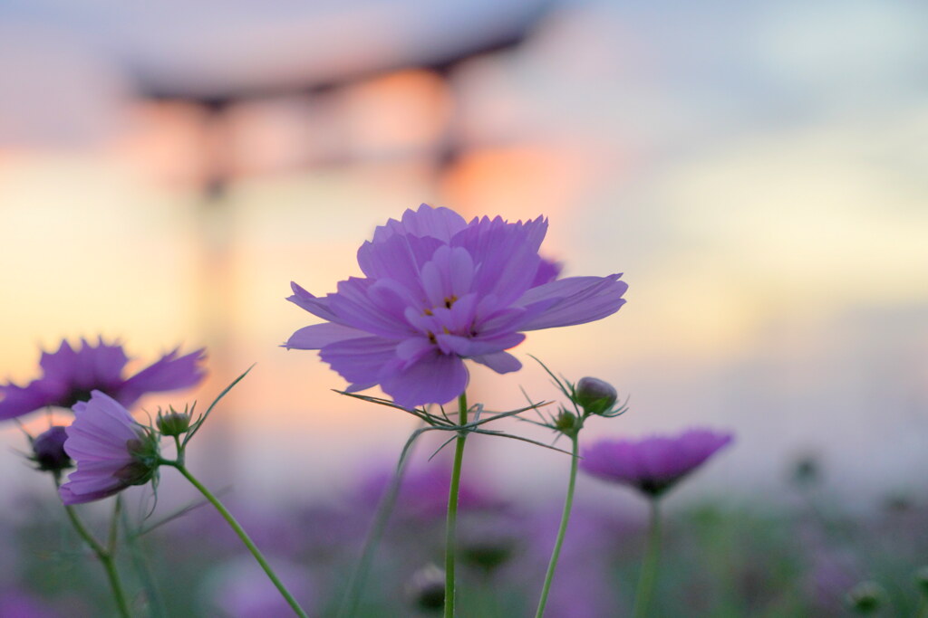 夕焼けを惜しみながら