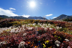 輝く紅葉のチングルマ