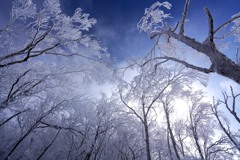 降り注ぐ霧氷