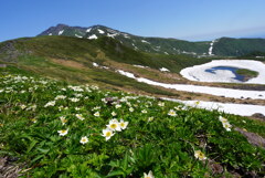 雪解けの鳥海湖とイチゲ