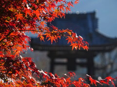 モミジと鐘撞堂