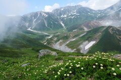 霧掛かる花の立山