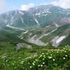 霧掛かる花の立山