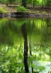 ミズスマシの池　夏