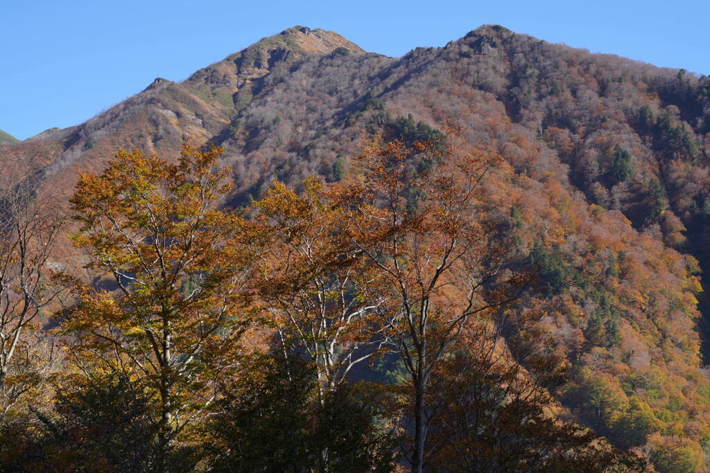 紅葉の白毛門と