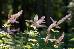 夏の日差しに輝く