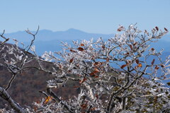 10月のエビシッポ