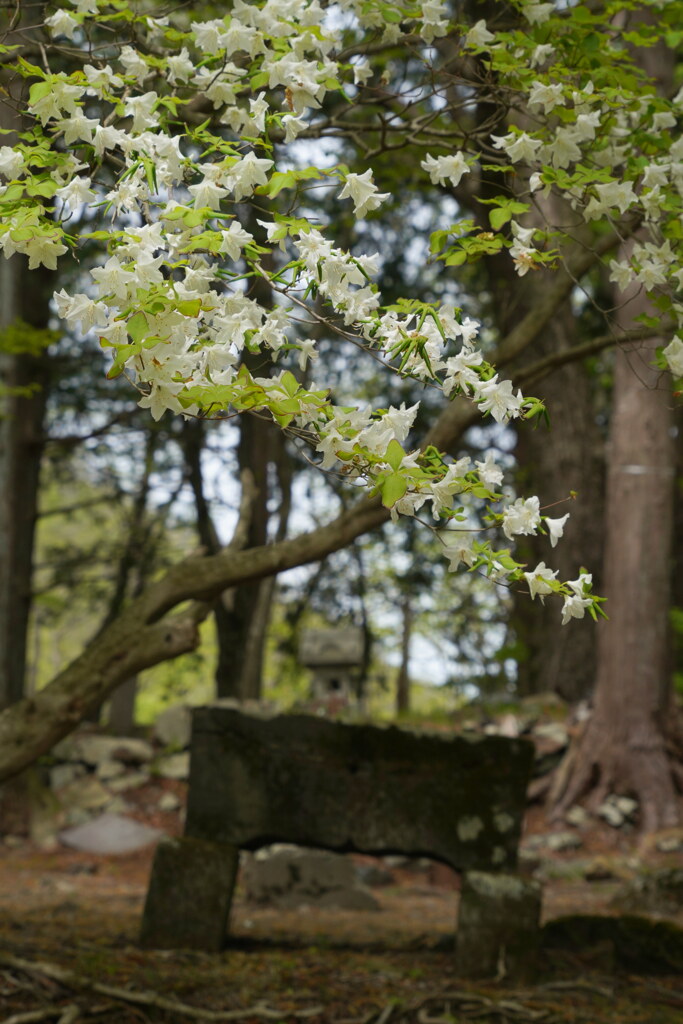シロヤシオ咲く十二山神社