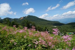 カラマツソウ咲く夏のゲレンデ