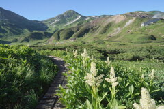 コバイケイソウ咲く立山