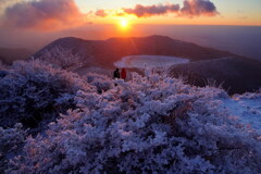 朝焼けの霧氷珊瑚