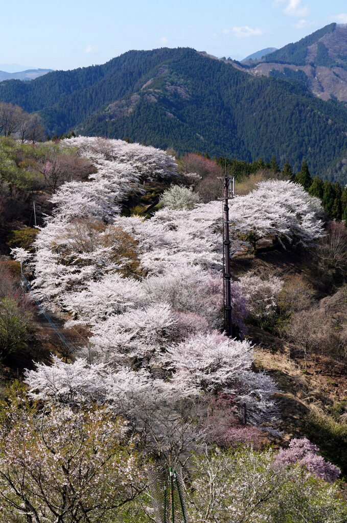 桜源郷