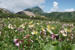 花畑の立山室堂