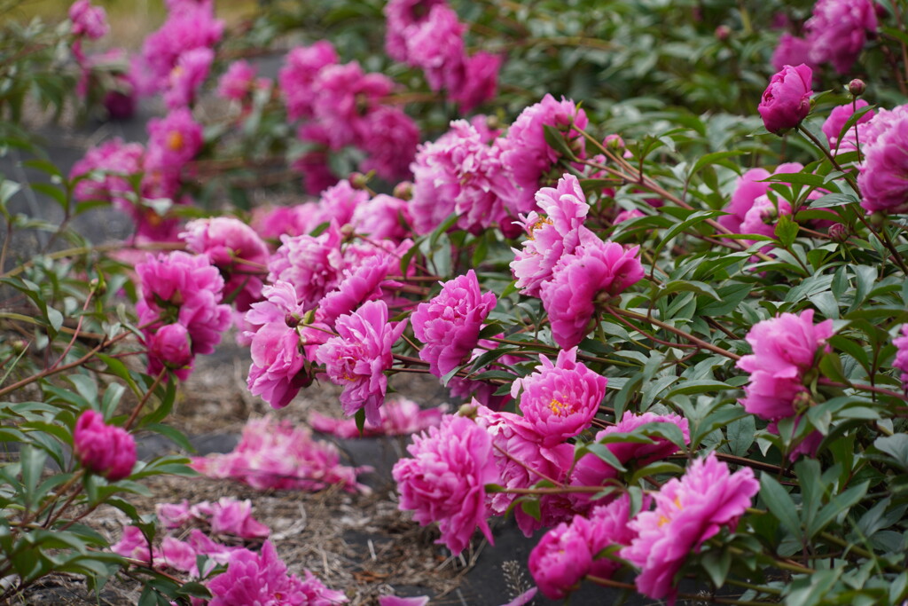 芍薬の園