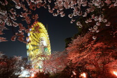 夜桜の観覧車