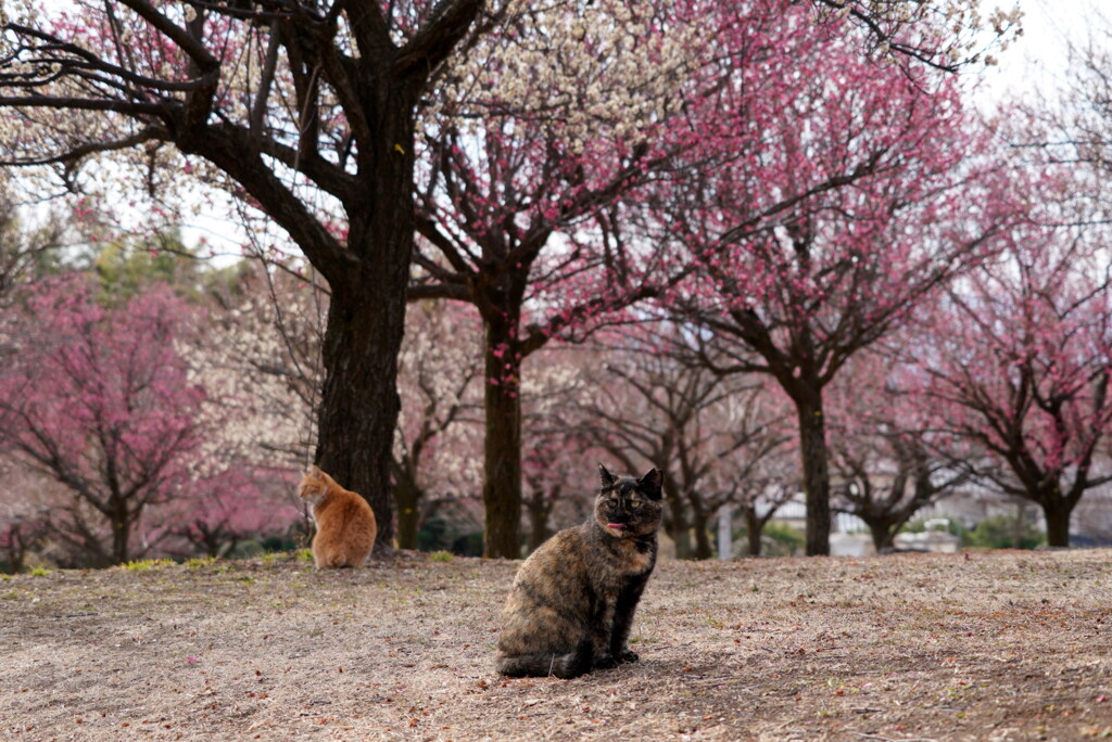 猫のいる梅林