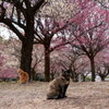 猫のいる梅林