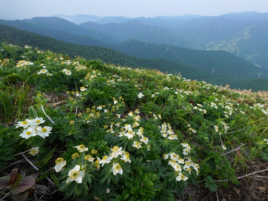 ハクサンイチゲ咲く平標山