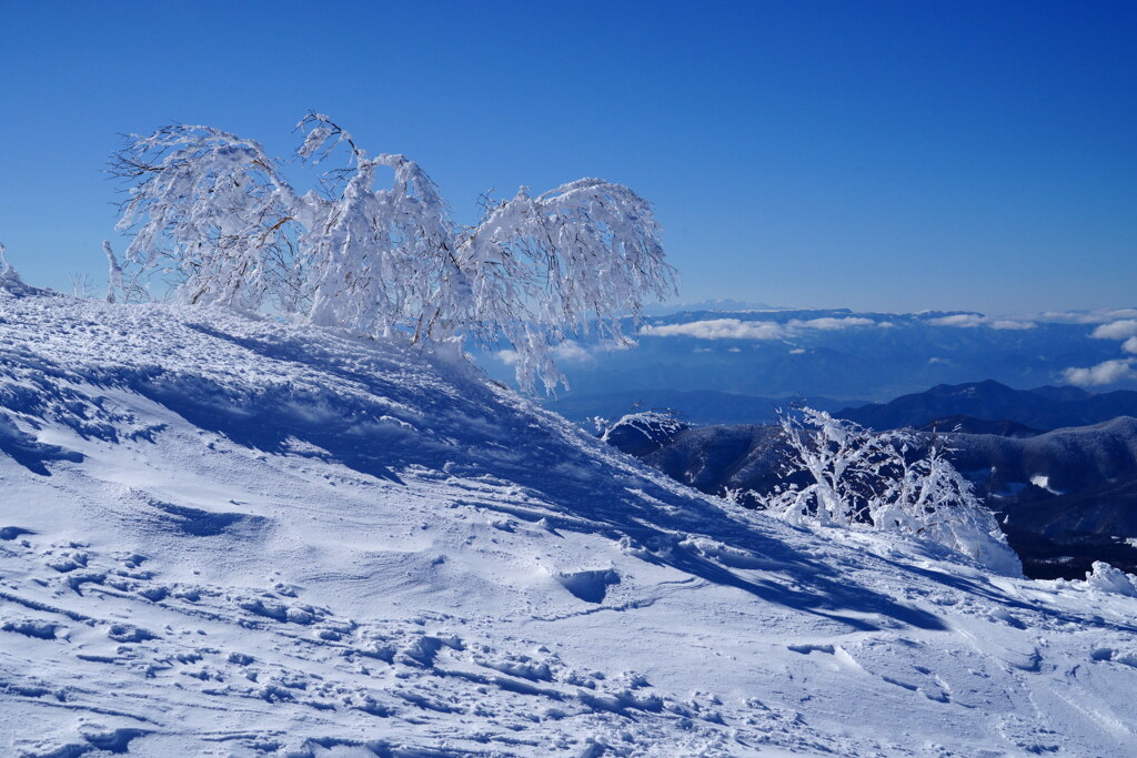 雪やなぎ