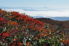 紅葉と雲海