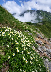 チングルマ咲く奥大日の峰