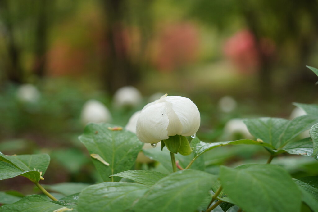 雨上がりの森