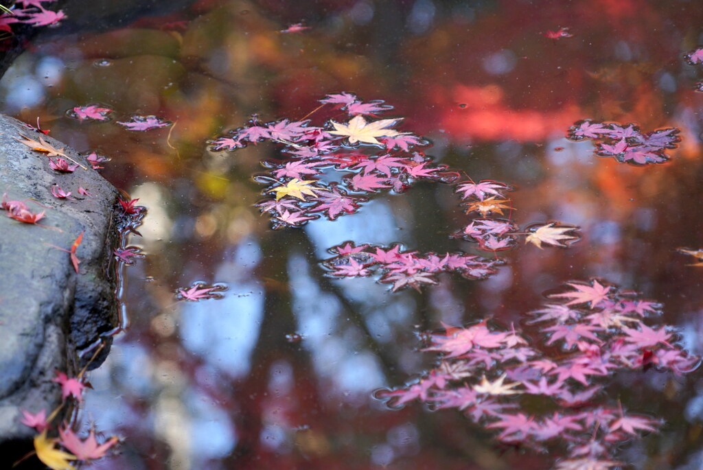 水面の彩り