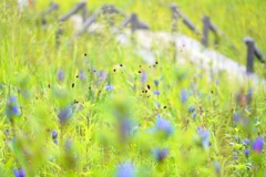 初秋のメルヘン
