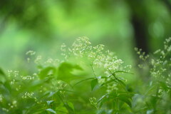 癒しの森