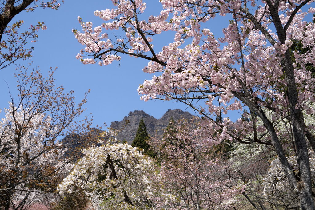 八重桜咲く妙義山