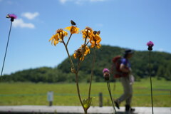 高原の夏