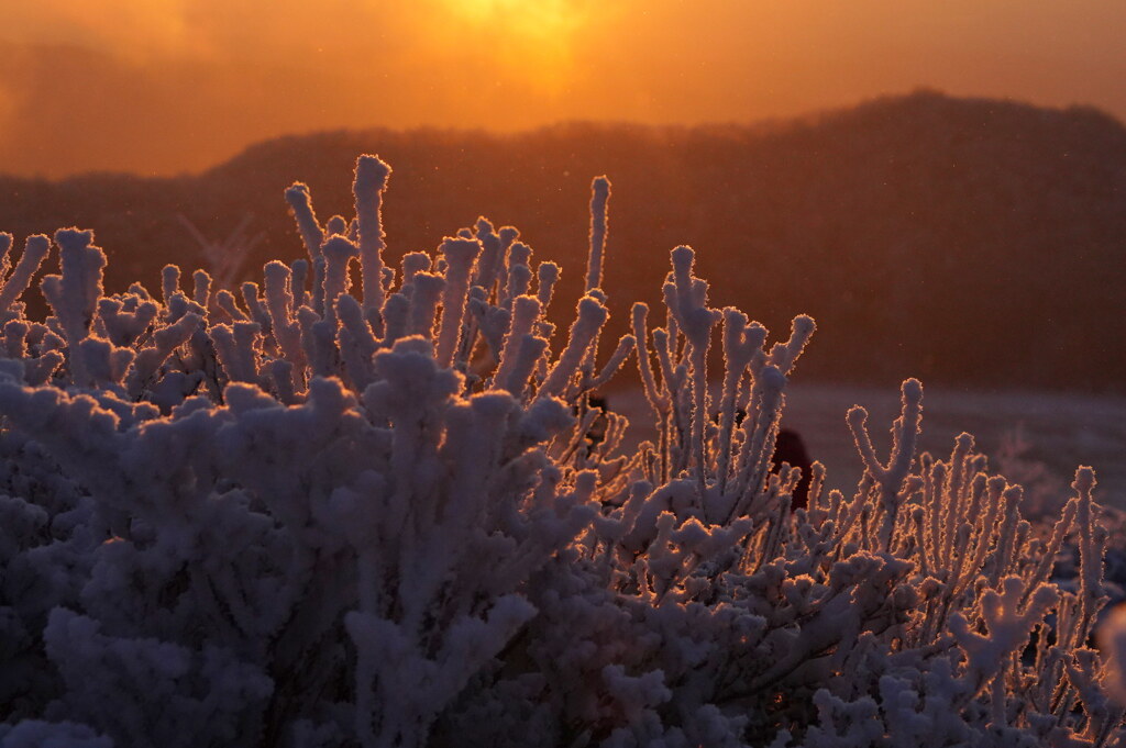 赤く染まる霧氷珊瑚